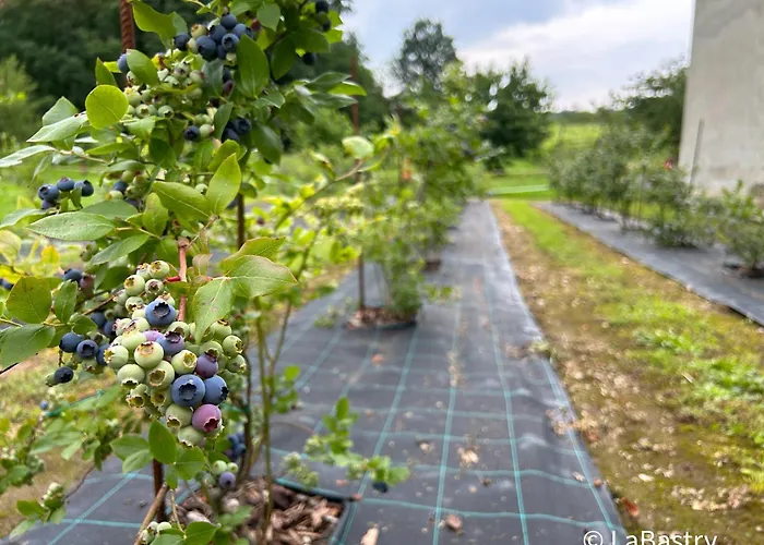 Casa Al Bruacu - Locazioni Brevi * Piverone