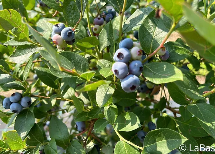 Casa Al Bruacu - Locazioni Brevi * Piverone